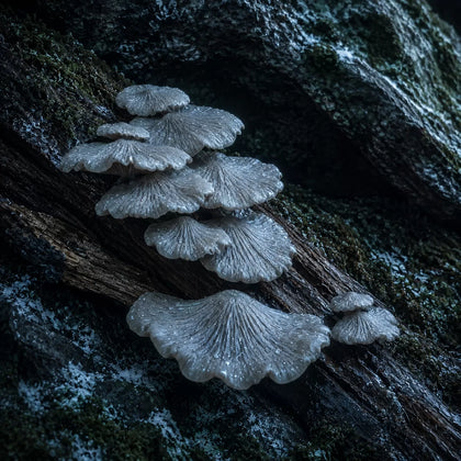 Blasssilberne Feuchtpilze